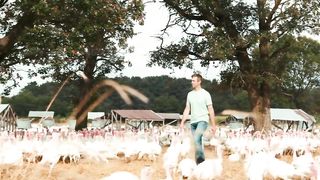 How To Produce 224 Million Turkeys Per Year In America - American Farming