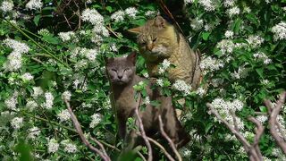 A couple of cats are playing in the tree