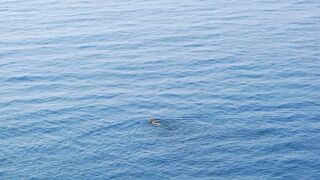 Girl Swimming In the Middle of Sea