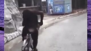 Monyet bangke