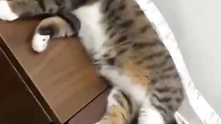 Прикольні і милі кошки