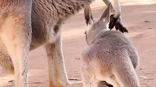 Baby kangaroo is having trouble getting into the mother's pouch