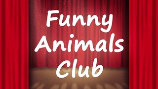 Funny Animal Videos 2022 ???? - Best Dogs And Cats Videos