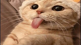 Funny Cat And Human Compilation (5)