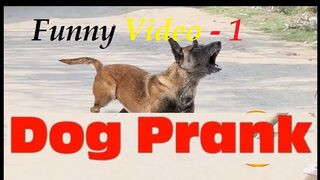 Prank Dog and Human Funny video (1)