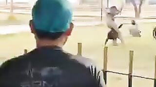 The rich man's dog was biting the poor man and was saved by the rangers