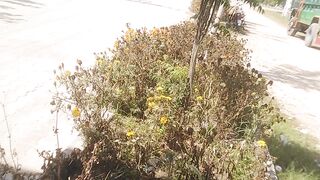 House Garden