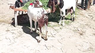 Milk goat????