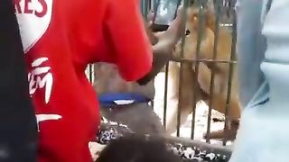lion attack on human | Wild animals attack on human | tameh wildlife