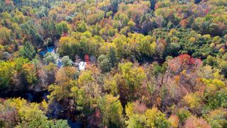 Forest Flight