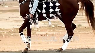#best horsa#dance#best#horses#dance1