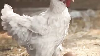 Sportsman chicken funny