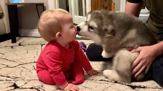 Adorable Puppy Meets Baby And It's Love At First Sight! The Best Years Of Their Lives.2023