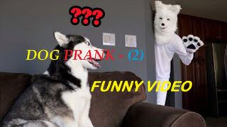 Prank Dog Funny (2)