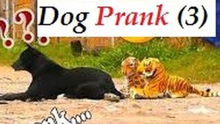 Prank Dog Funny Video (3)