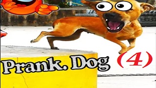 Prank Dog Funny (4)