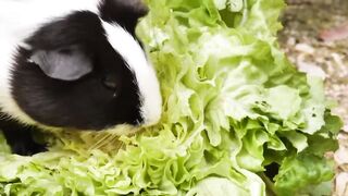 eating grass guinea pig so cute it is