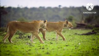 Loin the king of animal