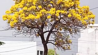 Spring ???? views