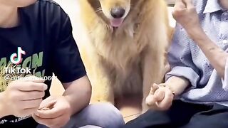 Best dog video 2