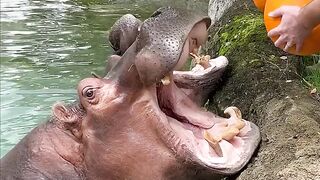 Even hippos enjoy a festive treat