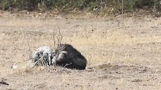 We all need this badger on our team