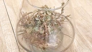 Some people save animals. This woman saves plants.