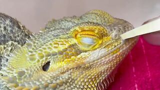 The relief in its eyes when he pulls the skin off