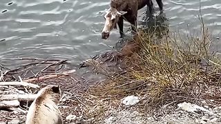 You don't want to be in the firing line of these charging animals