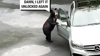 The way the bear is just like, "Chill, guys!"