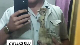 Ostrich babies grow so quickly!
