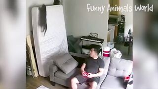 Funny Dogs And Cats Videos 2023 ???????? - Best Animal Videos Of The Month ???? 2