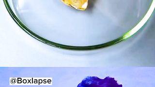 how to grow mango from seed |mango plant time lapse video