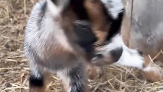 Goat baby 2