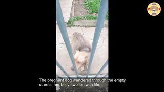 63 Days Pregnant Dog Ran to My Gate Asking for Help