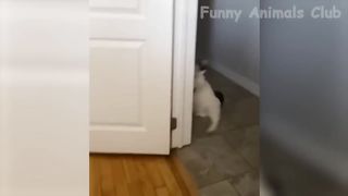 Funniest Animals Video - Best Cats ????and Dogs???? Videos of 2022 Compilation!