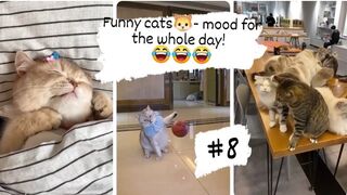 Funny cats- doing stupid things - mood for the whole day!