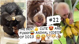 THE BEST- CUTE - AND FUNNY-ANIMAL VIDEOS OF 2023 4