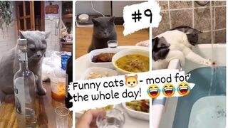 Funny cats- mood for the whole day! .Cats that can't stand still!