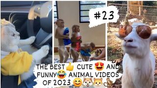 THE BEST- CUTE - AND FUNNY-ANIMAL VIDEOS OF 2023 5