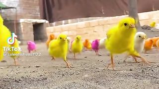 Small Chicken