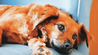 Dog lying