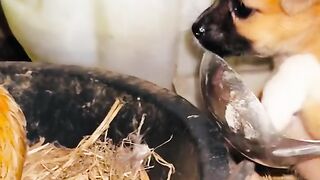 Cachorrinho esperto