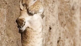 Little Baby Lion Playing