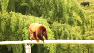 Monkey naughty