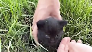 CATS WORLD 2
