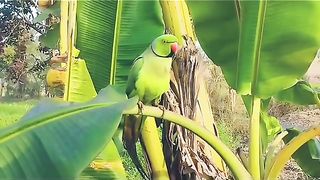 amazing parrot #parrot #zee #high