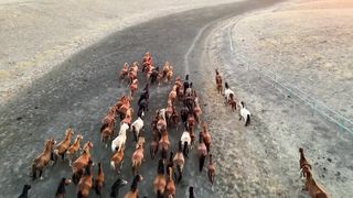 The horse/ Riding