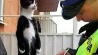 Violator of the order. Cats are back in business. Video 2023