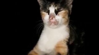 Funny Cats and Dogs Videos Compilation ???? - Funniest Animal Videos 2023! ???? - Try Not To Laugh????